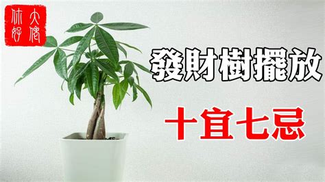 發財樹開花風水